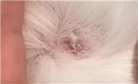 猫藓为什么越涂越扩散