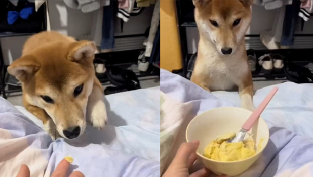 狗可以吃榴莲吗 狗可以吃榴莲吗