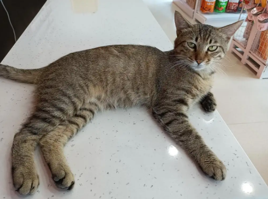 雀猫是什么品种