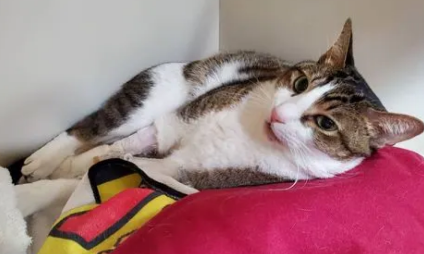猫血栓的症状早期 猫血栓的症状早期