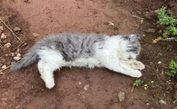猫死了为什么要晚上埋