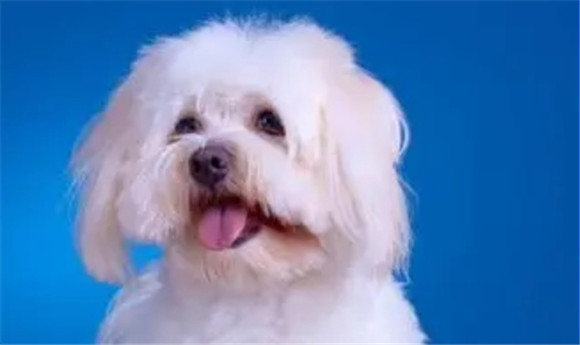 马耳他犬特点是什么犬种 马耳他犬特点是什么犬种