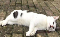 猫死前会向主人道别吗