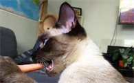 猫咬了多久过安全期