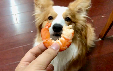 狗可以吃虾肉吗 狗可以吃虾肉吗