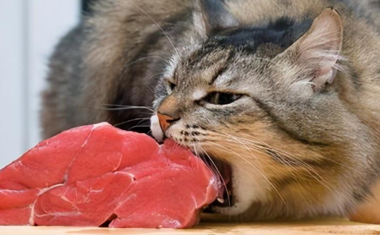 猫是杂食动物吗 猫是杂食动物吗
