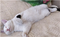 猫血栓能治好吗