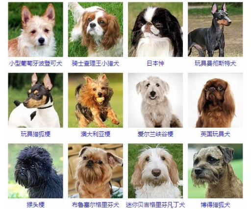 小型犬品种大全排名 小型犬品种大全排名