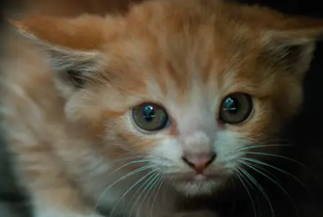 猫一般可以活多久 猫一般可以活多久