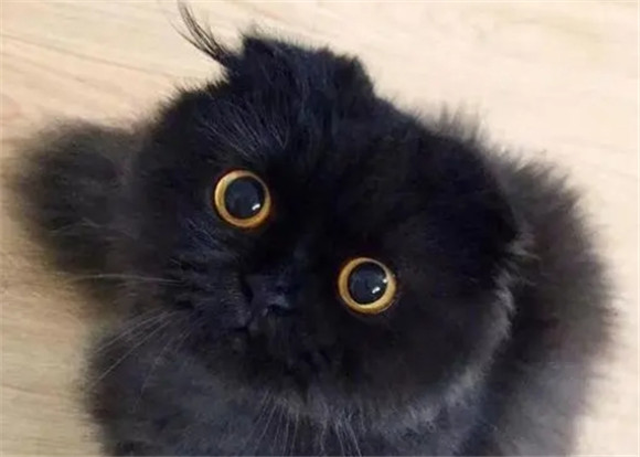 像小煤球一样的猫 像小煤球一样的猫