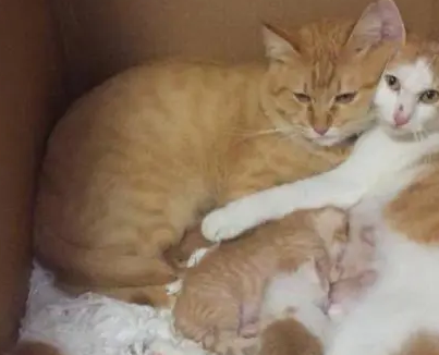 两只橘猫天天秀恩爱,谁知母猫生下6个崽,看到猫的毛色主人想哭 两只橘猫天天秀恩爱,谁知母猫生下6个崽,看到猫的毛色主人想哭