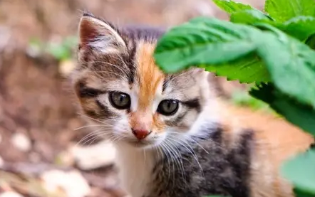为什么人会不由自主地觉得猫可爱? 为什么人会不由自主地觉得猫可爱?