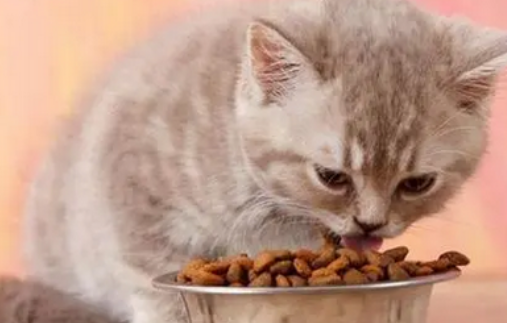 咪猫说猫粮是什么档次 咪猫说猫粮是什么档次