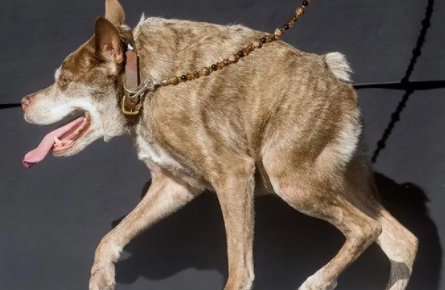 狗狗腿天生畸形可以治吗