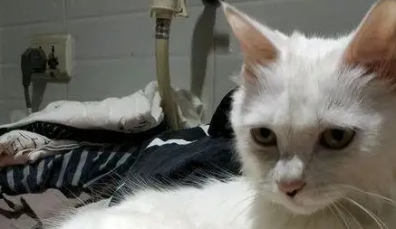 母猫发情带回“上门女婿”,主人一看乐了:这是名猫啊 母猫发情带回“上门女婿”,主人一看乐了:这是名猫啊