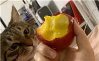 猫咪可以吃桃子吗?为什么?