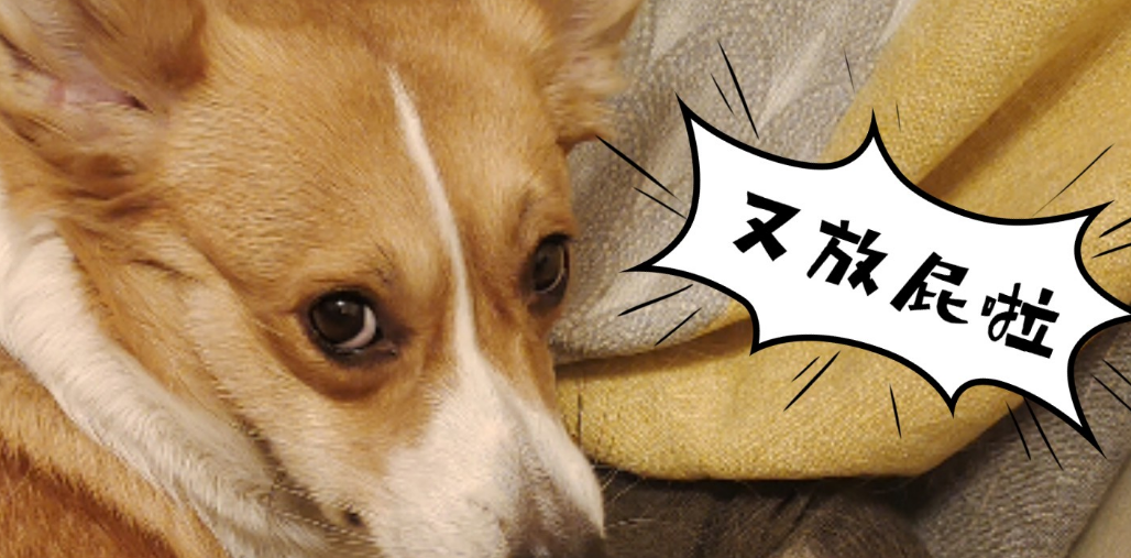 狗经常放屁没有声音但是很臭