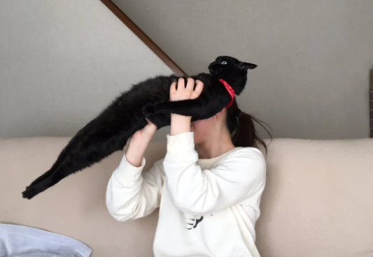 铲屎官想抱抱,猫咪做高难度动作坚持反抗:谁准你碰朕! 铲屎官想抱抱,猫咪做高难度动作坚持反抗:谁准你碰朕!