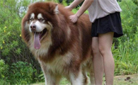 巨型犬品种大全温顺的图片