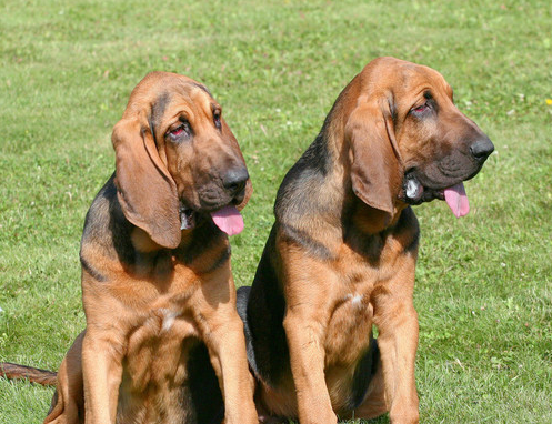4个广西士猎犬应该多重 4个广西士猎犬应该多重