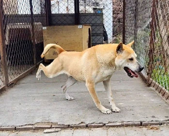 正宗广西猎犬多少钱一只图片