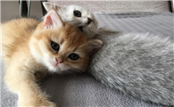 把猫当人养是不是心理变态
