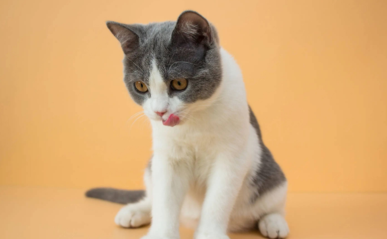 虎韵猫砂生产厂家 虎韵猫砂生产厂家