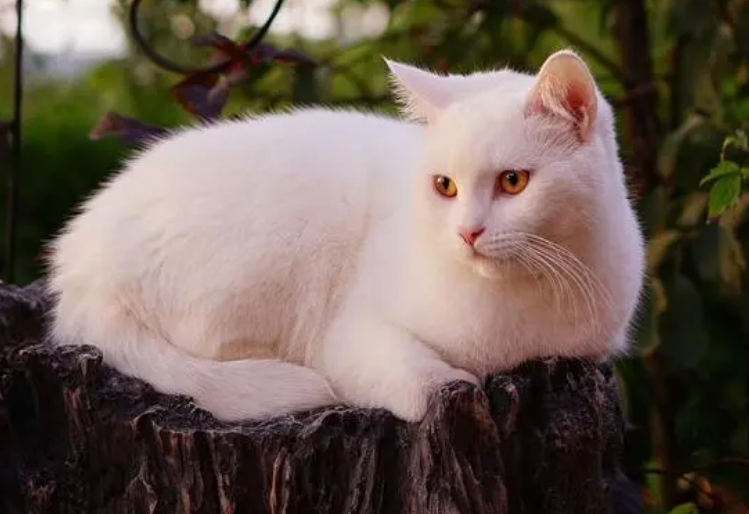猫突然乱尿以前不会