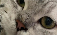 猫突然不爱动了没精神鼻子干