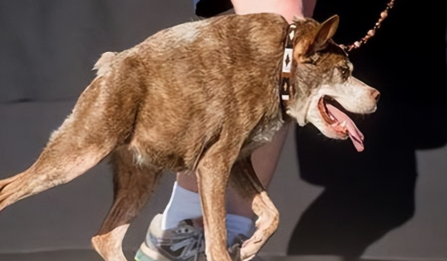 脖子短的狗是什么品种畸形犬
