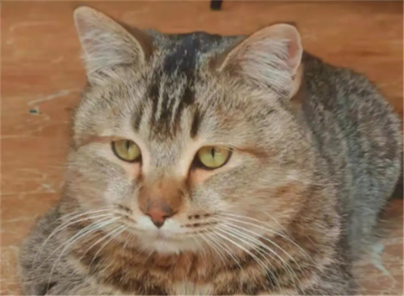 雀猫和狸花猫哪个好 雀猫和狸花猫哪个好