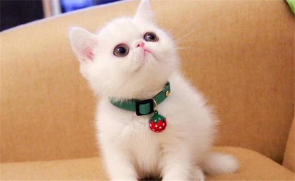 适合小朋友养的猫十大排名 适合小朋友养的猫十大排名