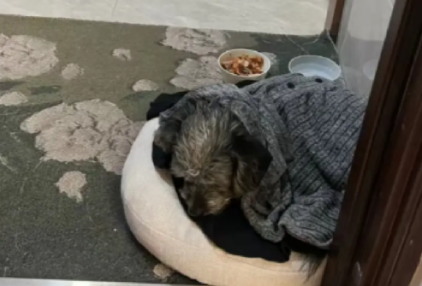 流浪狗跟着网友回家,却被妈妈拒绝进家门! 流浪狗跟着网友回家,却被妈妈拒绝进家门!