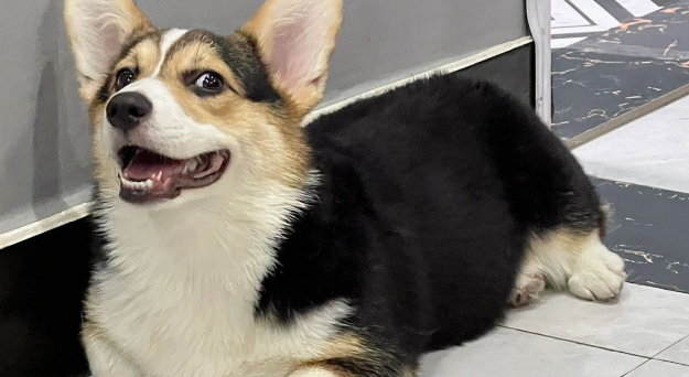 短毛中型犬品种大全及名称图片