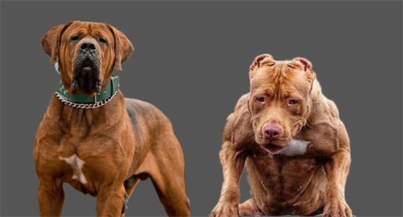 士佐犬vs比特犬土佐犬简介
