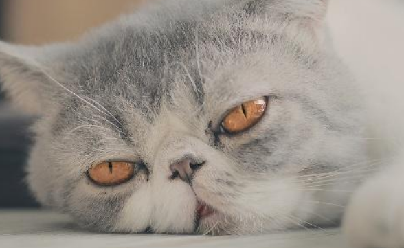 猫像卡痰一样咔咔咔 猫像卡痰一样咔咔咔
