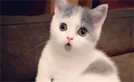惊讶猫怎么养