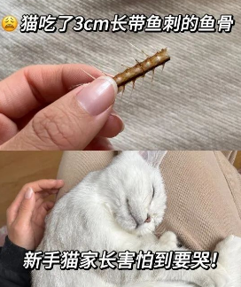 猫吃鱼会被鱼刺卡吗？猫吃鱼的注意事项