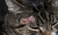 猫癣用酒精擦还是碘伏擦