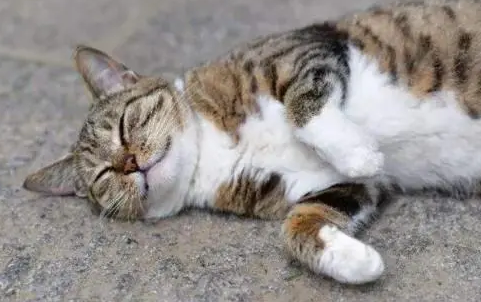 猫四肢僵硬不能活动,一直躺着