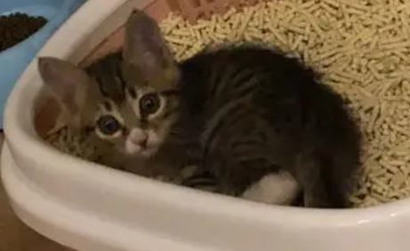 猫突然在家里乱大便 猫突然在家里乱大便