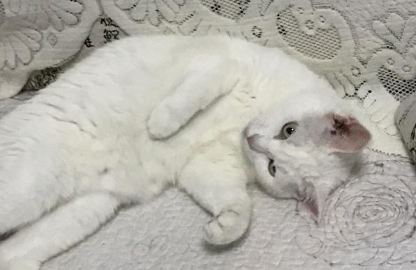猫睡觉的时候身体一抽一抽