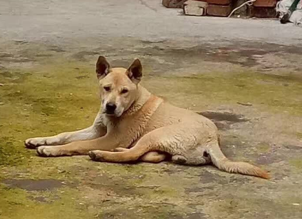 广西士猎犬花舌和黑舌有什么区别 广西士猎犬花舌和黑舌有什么区别