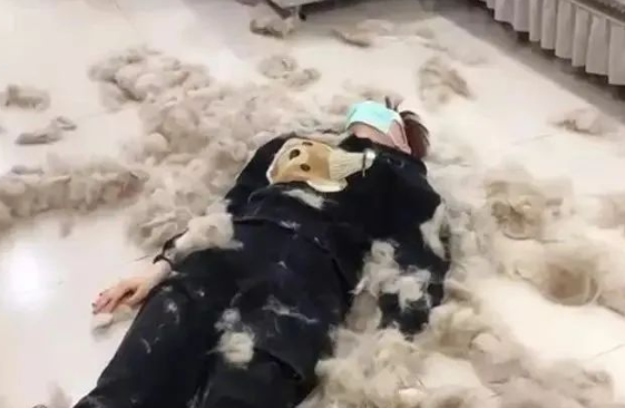 吉林一女子给4只狗狗梳毛,现场像极了剪羊毛,网友:在家弹棉花 吉林一女子给4只狗狗梳毛,现场像极了剪羊毛,网友:在家弹棉花