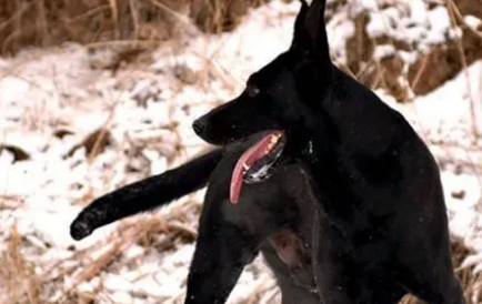 黑狼犬尾巴的特征图片