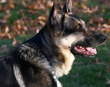 黑背犬小时候性格优缺点 黑背犬小时候性格优缺点
