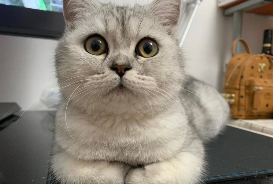 猫突然到处乱窜很兴奋 猫突然到处乱窜很兴奋
