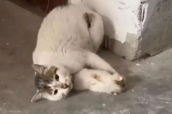 女子下车库被母猫拦住,猫妈妈的求助,让网友们觉得“太有灵性” 女子下车库被母猫拦住,猫妈妈的求助,让网友们觉得“太有灵性”