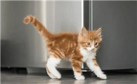 猫甩尾巴是什么意思