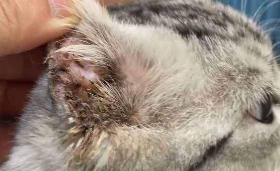 猫体外有寄生虫的表现